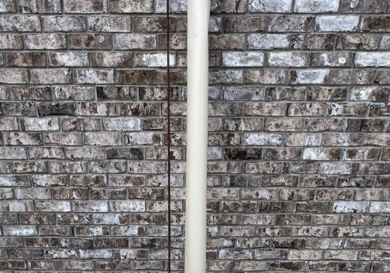 Chestnut tree tube and rebar stake 6 feet tall from EBB Farms