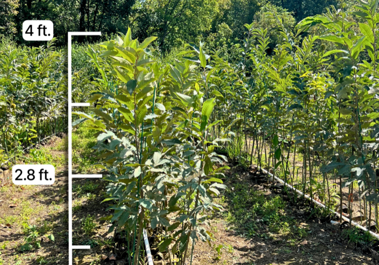 Chestnut seedlings growing in nursery for 50 mix and match bundle of 4 feet trees shipped from EBB Farms.