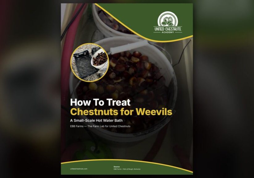 Chestnut weevil treatment guide cover from the United Chestnuts Academy
