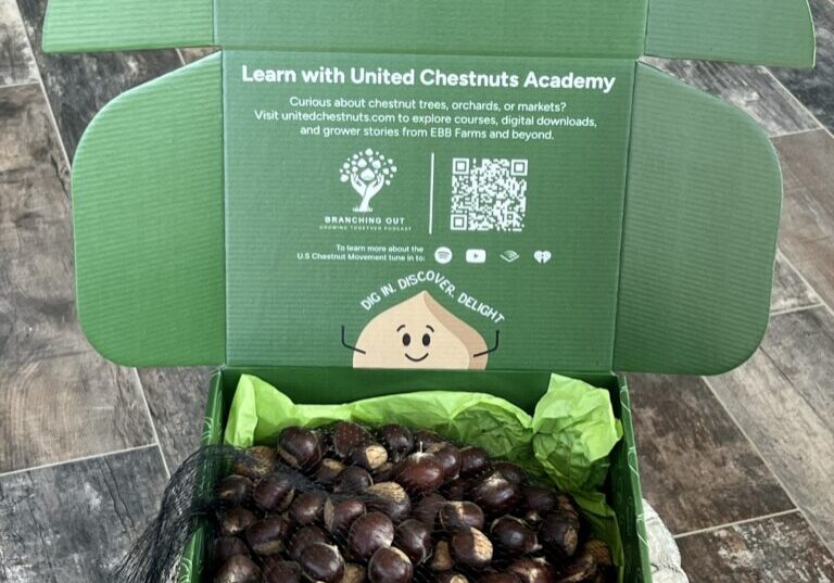 Open box of premium chestnut seed nuts for planting from EBB Farms, with mesh bag of nuts and United Chestnuts Academy branding