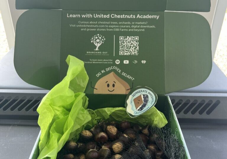 Chestnuts in two pound box ready to ship from EBB Farms