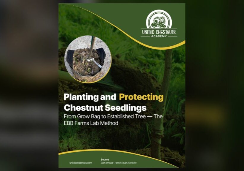 Chestnut seedling in its grow bag — how to plant a tree, the EBB Farms Lab method