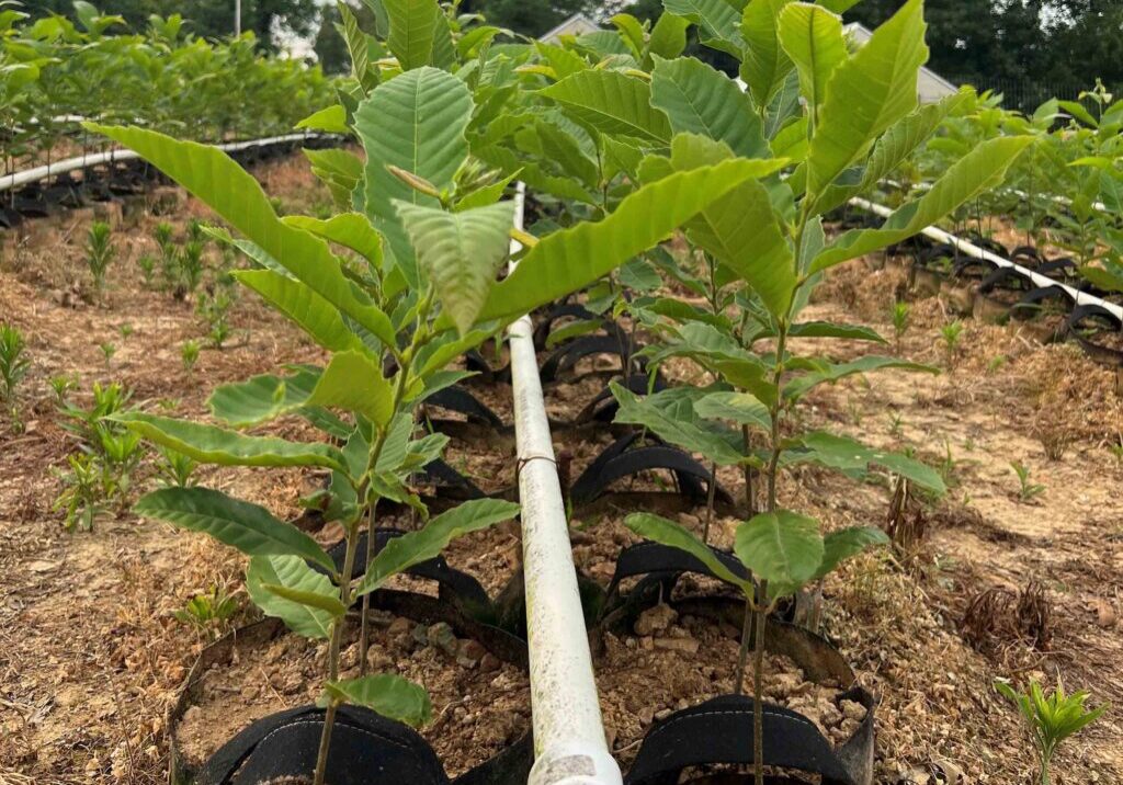 Hiram chestnut seedlings raised at EBB Farms and United Chestnuts