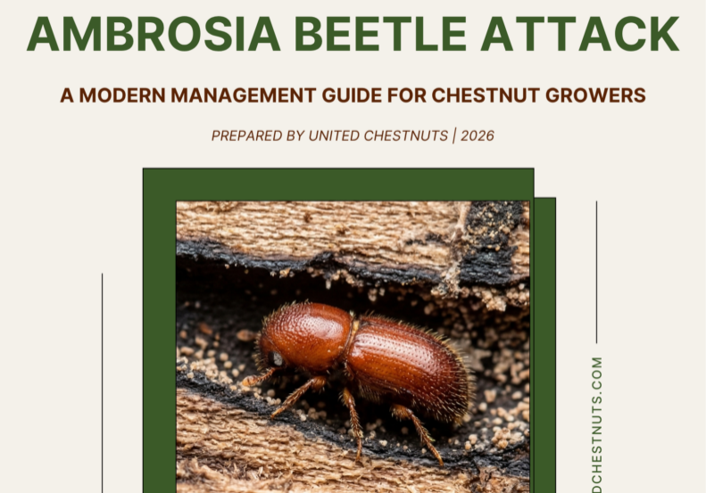 Macro photo of an Asian ambrosia beetle on tree bark, cover of the 2026 Chestnut Management Guide.