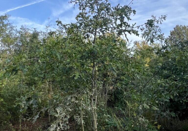 Nuttall oak trees at EBB Farms towering at 12 to 18 feet tall in grow bags