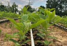 UMCA® PQK Seedling Growing In Nurseries at United Chestnuts