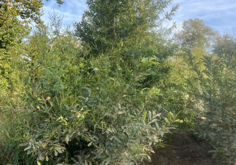 Sawtooth oak measuring 12 to 18 feet at EBB Farms