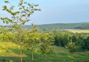 Chestnut trees growing at United Chestnuts