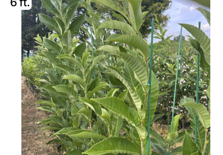 UMCA PQK chestnut seedling measuring 8 feet at EBB Farms United Chestnuts